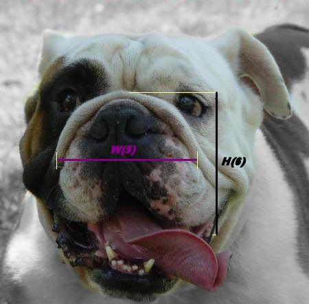 English Bulldog Size
