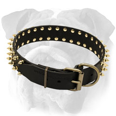 Spiked Leather English Bulldog Collar with Rust-Proof Fittings
