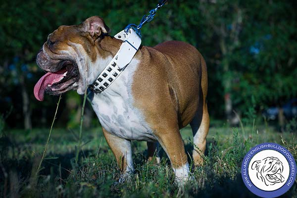 Soft Leather English Bulldog Collar with Strong Hardware