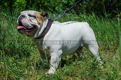 Barbed Wire Leather Collar for English Bulldog