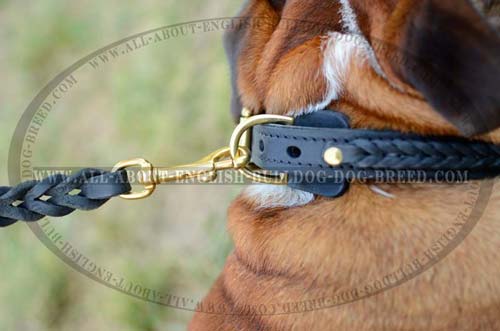 Leather English Bulldog Collar with Brass Fittings
