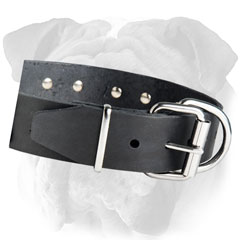 Safe Leather Collar for English Bulldog