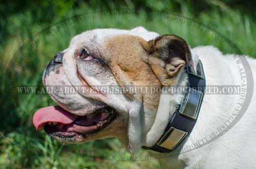 Comfortable Leather English Bulldog Collar