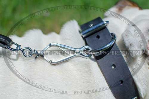Exclusive Leather English Bulldog Collar