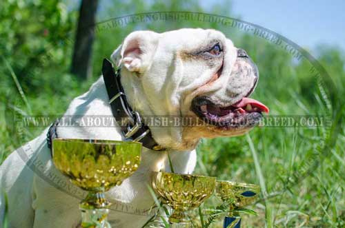 Durable Leather Collar for English Bulldog
