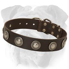 English Bulldog Plated Conchos Leather Collar Rust Resistant Hardware