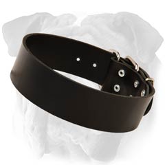 English Bulldog Wide Leather Collar for Walking