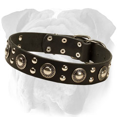 Designer collar with conchos and studs for English  Bulldog