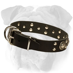 Leather collar with nickel buckle and D-ring for  English Bulldog