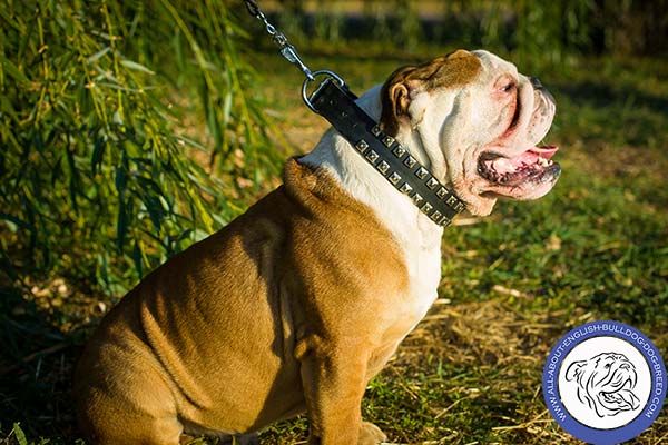 English Bulldog black leather collar of high quality with studs for basic training