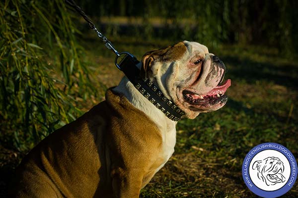 English Bulldog leather collar of genuine materials nickel plated hardware for daily activity