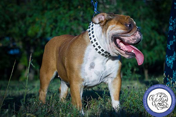 English Bulldog leather collar with rust-proof nickel plated fittings for quality control