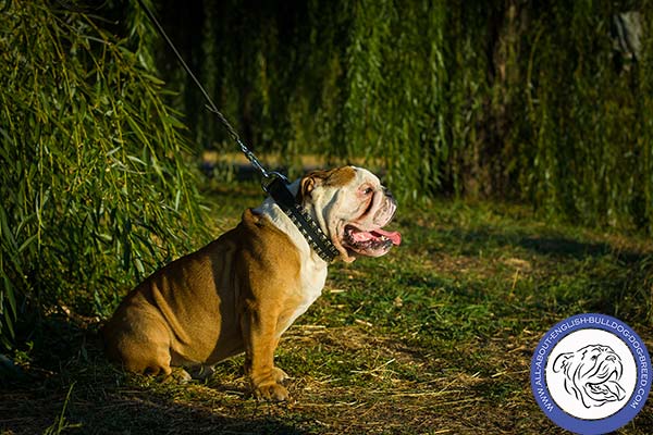 English Bulldog leather collar of genuine materials studded for walking