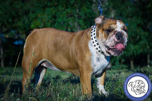 English Bulldog leather collar wide with handset studs for daily activity