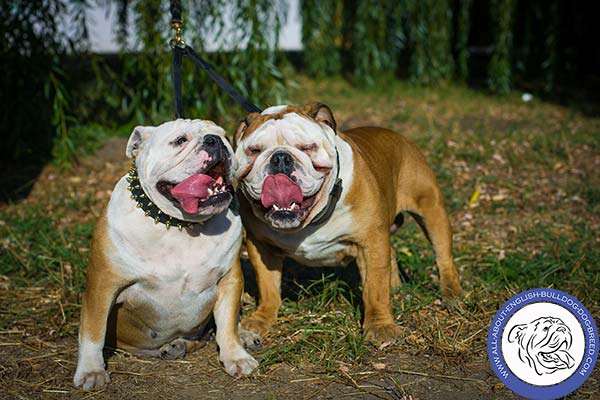 English Bulldog leather collar of high quality adorned with spikes for daily activity