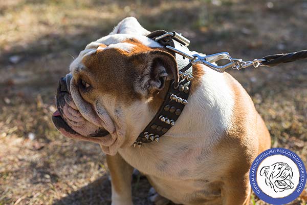 Functional English Bulldog Collar with Rust-proof Hardware