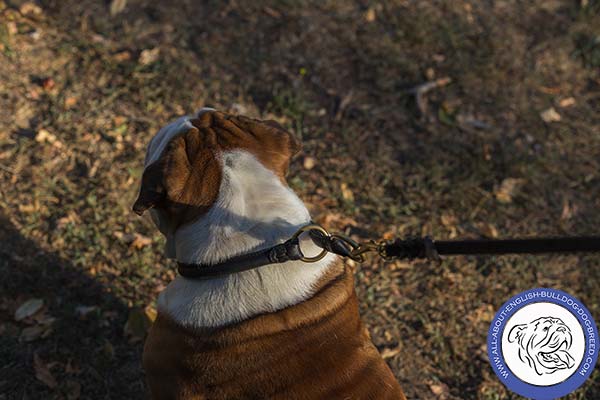 Leather English Bulldog Collar for Daily Walking