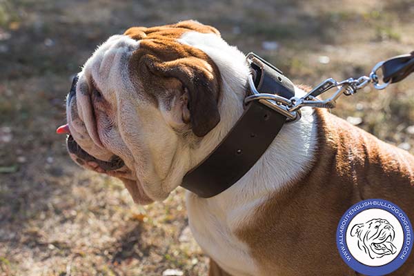 Classically Designed Leather Collar for English Bulldog