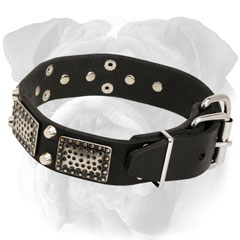 Decorated Leather English Bulldog Collar with Rivets