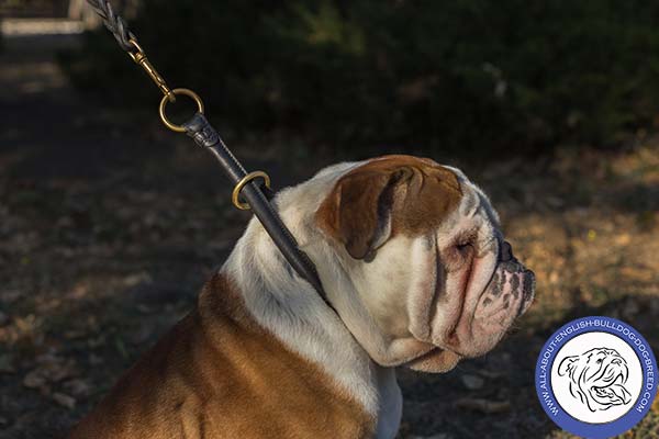 Stitched English Bulldog Choke Collar with Brass  O-rings