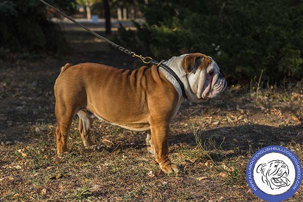 Reliable Leather Choke Collar for English Bulldog