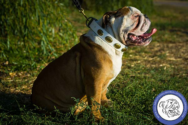 Strong Leather English Bulldog Collar with Rust-proof Fittings