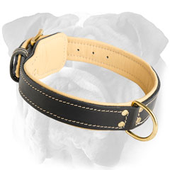 Adjustable Padded Leather English Bulldog Collar