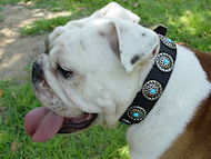 Bulldog Dog Collar with Silver Plated Circles Blue Stones