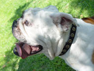 Gorgeous Wide Leather Dog Collar With Doted Circles