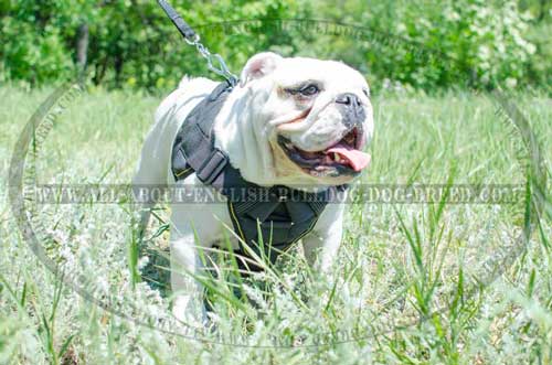 Adjustable Nylon English Bulldog Harness