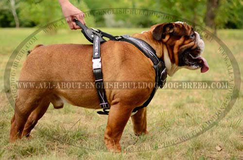 English Bulldog Harness with convenient handle