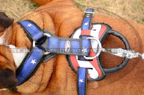 Leather English Bulldog Harness with strong D-ring