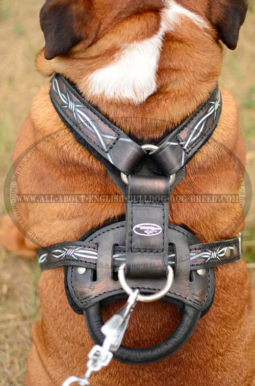 English Bulldog Harness with strong D-ring