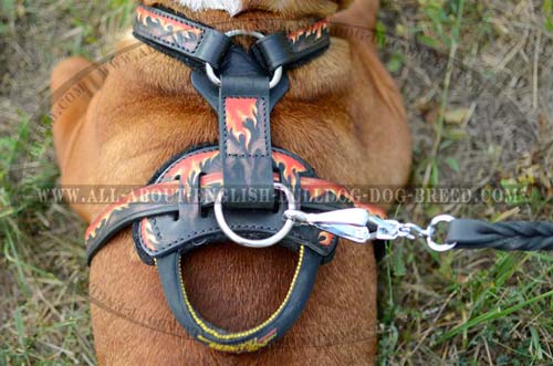 Bulldog Harness with reliable D-ring
