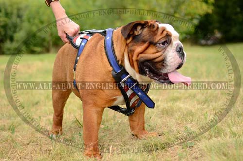 Unique Designer Leather English Bulldog Harness