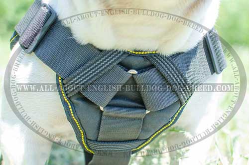 Padded Nylon English Bulldog Harness 