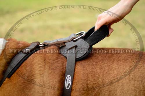 Durable Handle on Leather English Bulldog Harness