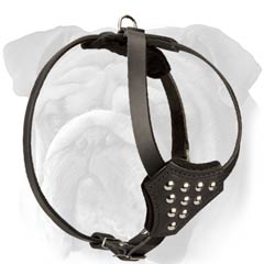 Leather English Bulldog Puppy Harness with Cones