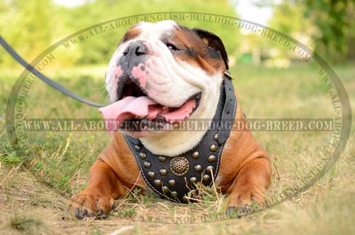 Amazing Leather English Bulldog Harness