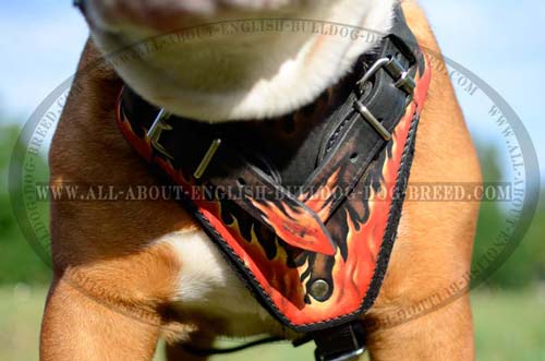 Bulldog Harness with wide chest plate
