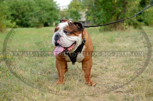 Beautiful Leather English Bulldog Harness