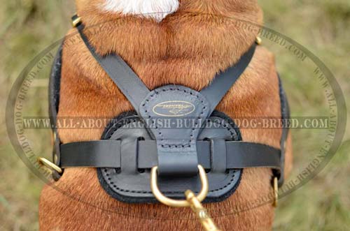 English Bulldog Harness with Reliable Hardware