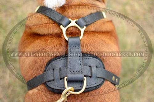 Hypoallergic Leather Harness for English Bulldog