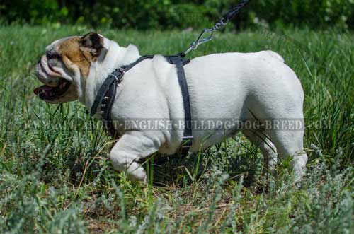 Hypoallergic Leather Harness for English Bulldog