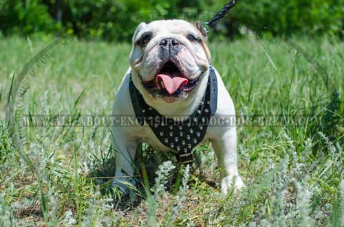Lifelong Decorated Leather Harness for English Bulldog