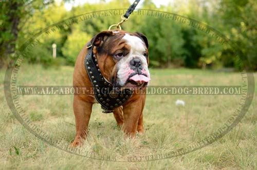 Studded English Bulldog Harness Leather Chest Plate
