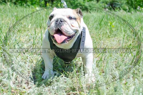 Stitched Multipurpose Leather Harness for English Bulldog