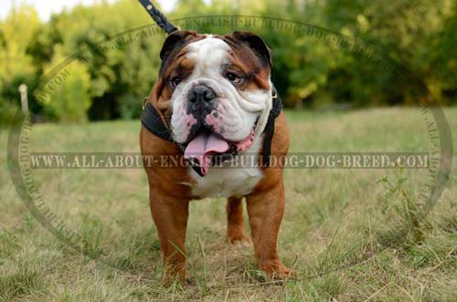 Padded Leather English Bulldog Harness 