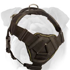 English Bulldog Harness with Soft Chest Plate