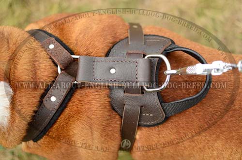 Comfy Padded Back Plate on English Bulldog Harness